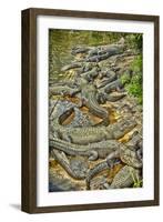 Aligators, Alligator Farm Zoological Park, St. Augustine, Florida-Rona Schwarz-Framed Photographic Print