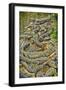 Aligators, Alligator Farm Zoological Park, St. Augustine, Florida-Rona Schwarz-Framed Photographic Print