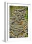 Aligators, Alligator Farm Zoological Park, St. Augustine, Florida-Rona Schwarz-Framed Photographic Print