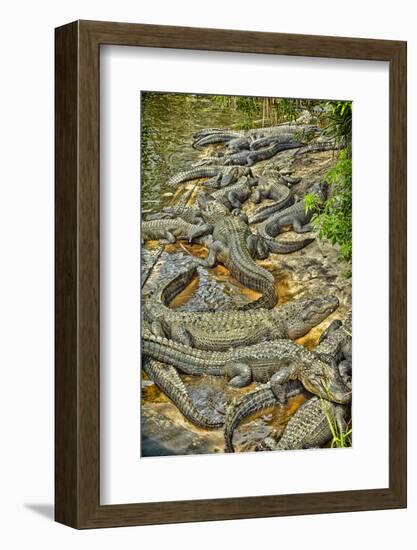 Aligators, Alligator Farm Zoological Park, St. Augustine, Florida-Rona Schwarz-Framed Photographic Print