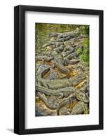 Aligators, Alligator Farm Zoological Park, St. Augustine, Florida-Rona Schwarz-Framed Photographic Print