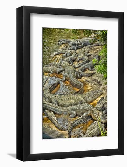 Aligators, Alligator Farm Zoological Park, St. Augustine, Florida-Rona Schwarz-Framed Photographic Print