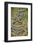 Aligators, Alligator Farm Zoological Park, St. Augustine, Florida-Rona Schwarz-Framed Photographic Print