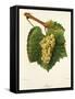 Aligote' Grape-J. Troncy-Framed Stretched Canvas