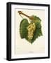 Aligote' Grape-J. Troncy-Framed Giclee Print