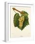 Aligote' Grape-J. Troncy-Framed Giclee Print