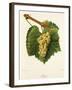 Aligote' Grape-J. Troncy-Framed Giclee Print