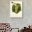Aligote' Grape-J. Troncy-Giclee Print displayed on a wall