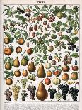 Illustration of Fruit Varieties, C.1905-10-Alillot-Giclee Print