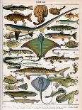 Illustration of Ocean Fish, C.1905-10-Alillot-Framed Giclee Print