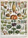 Illustration of Vegetable Varieties, C.1905-10-Alillot-Giclee Print