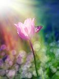 Pink Tulip under the Sunshine-alin b.-Framed Art Print
