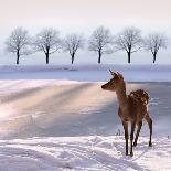 Deer Doe and Snowy Landscape-Alina G-Photographic Print