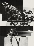 Paper Flower-Alisa Galitsyna-Photographic Print