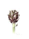 spring tulips and insects-Alison Cooper-Giclee Print