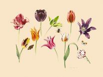 Wedding Flowers-Alison Cooper-Giclee Print