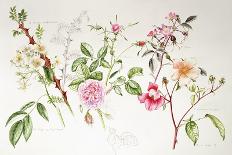 Autumn Flowers and insects-Alison Cooper-Giclee Print