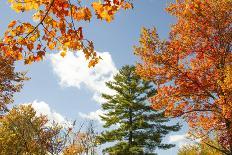 USA, Vermont, Fall foliage in Morrisville on Jopson Lane-Alison Jones-Photographic Print