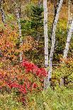 USA, Vermont, Fall foliage seen off Rt. 15, Wolcott, Fisher Covered Railroad Bridge (1908)-Alison Jones-Photographic Print