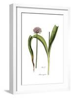 Alium nigrum, Flora Graeca-Ferdinand Bauer-Framed Giclee Print