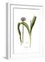 Alium nigrum, Flora Graeca-Ferdinand Bauer-Framed Giclee Print