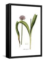 Alium nigrum, Flora Graeca-Ferdinand Bauer-Framed Stretched Canvas