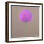 Alium-Lincoln Seligman-Framed Giclee Print