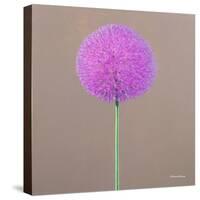 Alium-Lincoln Seligman-Stretched Canvas