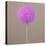 Alium-Lincoln Seligman-Stretched Canvas