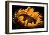 alive and Living-Philippe Sainte-Laudy-Framed Photographic Print