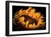 alive and Living-Philippe Sainte-Laudy-Framed Photographic Print