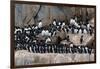 Alkefjellet cliffs full of breeding Brunnich's guillemots, Uria lomvia. Nordaustlandet, Norway-Sergio Pitamitz-Framed Photographic Print