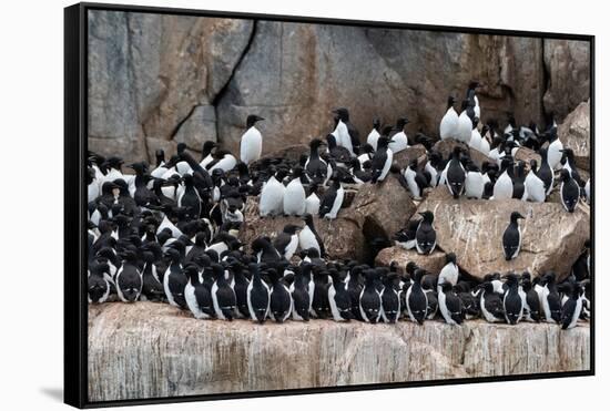 Alkefjellet cliffs full of breeding Brunnich's guillemots, Uria lomvia. Nordaustlandet, Norway-Sergio Pitamitz-Framed Stretched Canvas