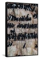 Alkefjellet cliffs full of breeding Brunnich's guillemots, Uria lomvia. Nordaustlandet, Norway-Sergio Pitamitz-Framed Stretched Canvas