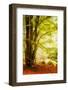 All Alone-Philippe Sainte-Laudy-Framed Photographic Print