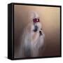 All Dolled Up Shih Tzu-Jai Johnson-Framed Stretched Canvas