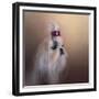 All Dolled Up Shih Tzu-Jai Johnson-Framed Giclee Print