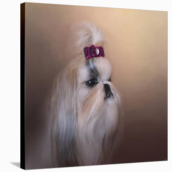 All Dolled Up Shih Tzu-Jai Johnson-Stretched Canvas