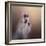 All Dolled Up Shih Tzu-Jai Johnson-Framed Giclee Print