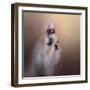 All Dolled Up Shih Tzu-Jai Johnson-Framed Giclee Print