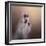 All Dolled Up Shih Tzu-Jai Johnson-Framed Giclee Print