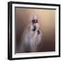 All Dolled Up Shih Tzu-Jai Johnson-Framed Giclee Print