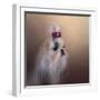 All Dolled Up Shih Tzu-Jai Johnson-Framed Giclee Print