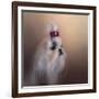 All Dolled Up Shih Tzu-Jai Johnson-Framed Giclee Print