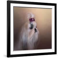 All Dolled Up Shih Tzu-Jai Johnson-Framed Giclee Print