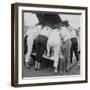 All-Girl "Dragettes" Hotrod Club Working on Car Engine, Kansas City, Kansas, 1959-Francis Miller-Framed Premium Photographic Print