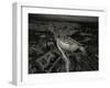 All roads lead to Rome-Stan Huang-Framed Photographic Print