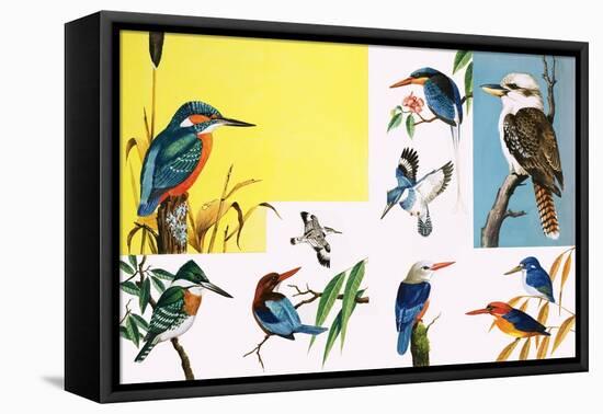 All Sorts of Kingfishers-null-Framed Stretched Canvas