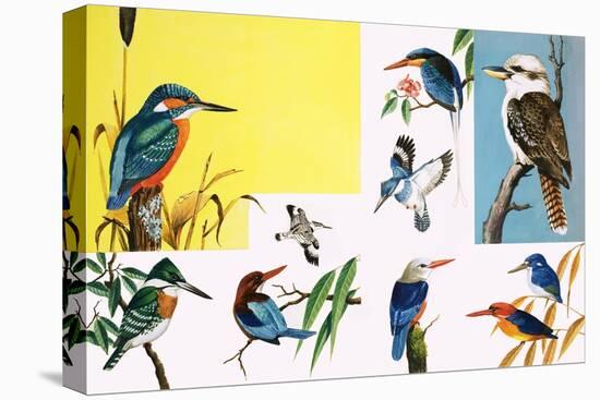 All Sorts of Kingfishers-null-Stretched Canvas