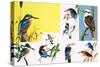 All Sorts of Kingfishers-null-Stretched Canvas